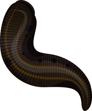 Black leech alternative medicine bloodsucker blood sucking therapy biology zoology worm vector flat