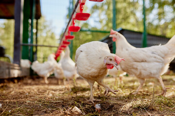chicken drinking water from a drinker at chicken eco farm, free range chicken farm