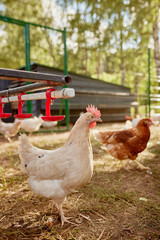 chicken farm in sunny weather, free range chicken farm