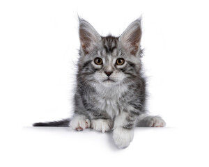 Cute siver tabby Maine Coon cat kitten, sitting ready to jump on edge. Looking towards camera. Isolated on a white background.
