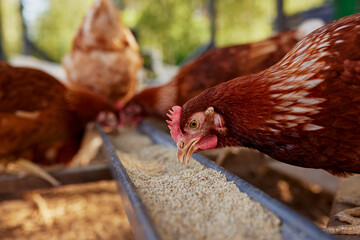 chicken eats feed and grain at eco chicken farm, free range chicken farm