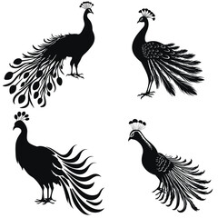 set of peacock