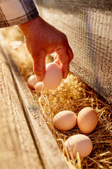 farmer collects eggs at eco poultry farm, free range chicken farm © st.kolesnikov