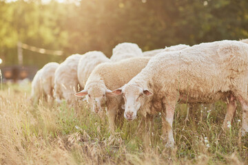 a herd of sheep walks freely on a farm on a sunny day, eco farm concept