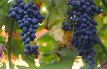 Black grapes in the garden