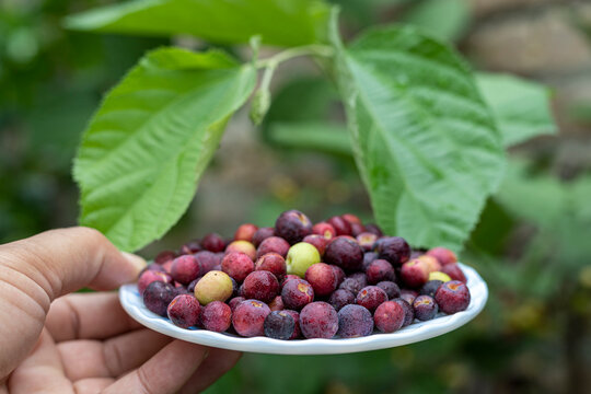 Fresh harvested ripe falsa fruit closeup with selective focus and blurred background.