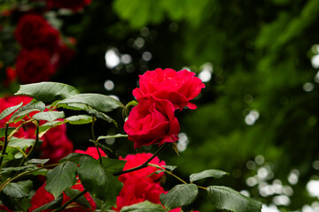 Red roses in the garden. Beautiful greeting card, gardening and rose cultivation.