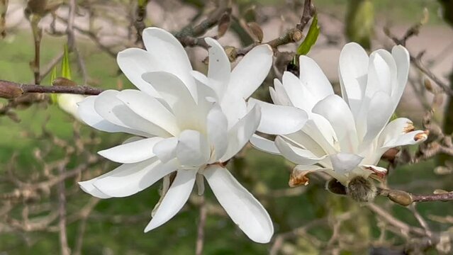 Flowering Magnolia stellata Waterlily in Ystad, Scania, Sweden, Scandinavia, Europe