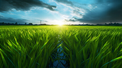 Fototapeta na wymiar green wheat field and blue sky created with Generative AI