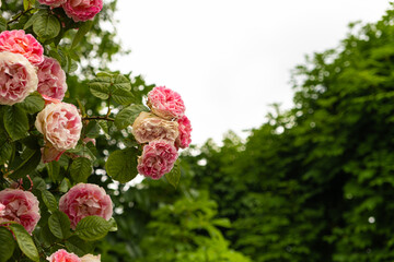 Damask rose bush close-up. Gardening, growing roses, beautiful postcard