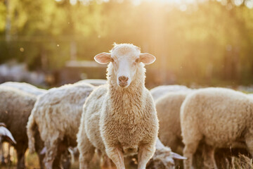 a herd of sheep walks freely on a farm on a sunny day, eco farm concept - obrazy, fototapety, plakaty