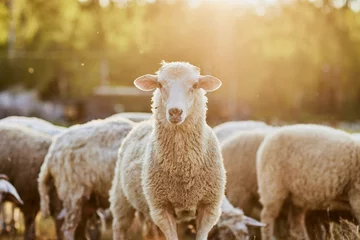 Foto op Plexiglas a herd of sheep walks freely on a farm on a sunny day, eco farm concept © st.kolesnikov