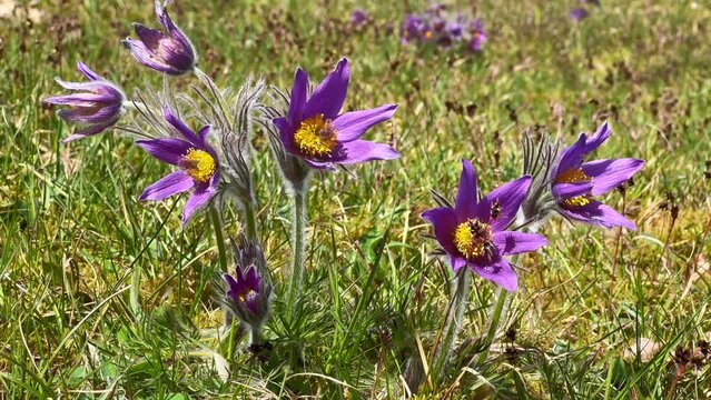 Pasque flowers (Pulsatilla vulgaris) in Stenshuvud national park, Simrishamn municipality, Scania, Sweden, Scandinavia, Europe