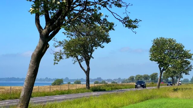 Traffic on a country road lined with Swedish whitebeam (Sorbus intermedia) along the coast of the Baltic Sea in southern Scania, Sweden, Scandinavia, Europe