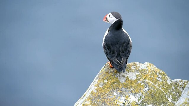 Puffin (Fratercula arctica), Puffin breeding on Runde Island, Heroy, Norway, Europe