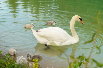white swan in the lake with baby swans . High quality photo