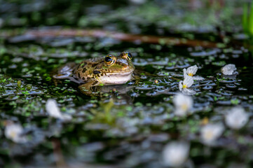 Frog in water. Pool frog swimming. Pelophylax lessonae. European frog.