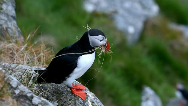 Puffin (Fratercula arctica), Puffin breeding on Runde Island, Heroy, Norway, Europe