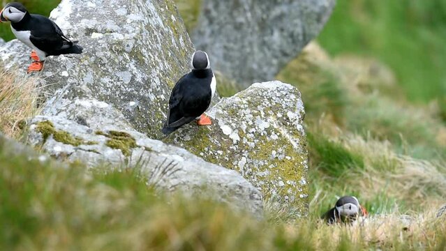 Puffin (Fratercula arctica), Puffin breeding on Runde Island, Heroy, Norway, Europe