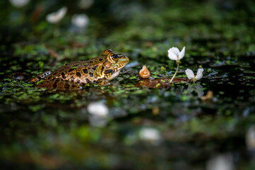 Frog in water. Pool frog swimming. Pelophylax lessonae. European frog.