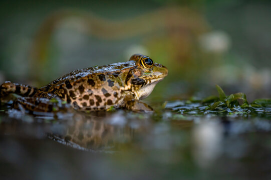 Frog in water. Pool frog swimming. Pelophylax lessonae. European frog.