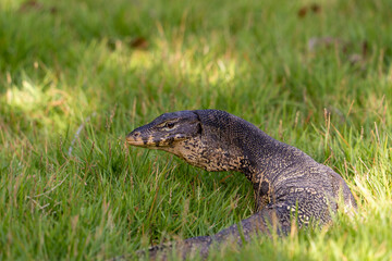 Close-up portrait of a monitor lizard hunting on the lawn. Reptile predator lurks in search of prey