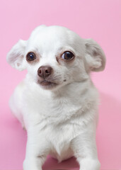 Chihuahua blanco sobre fondo rosa mirando a cámara. Concepto animal gracioso