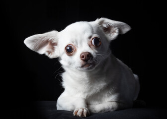 Chihuahua blanco sobre fondo negro mirando a cámara. Concepto animal gracioso