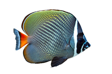 Redtail butterffly fish (cheatodon collare) closeup on isolated bacground