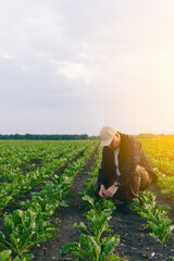 A farmer in a field of sugar beets checks the crop and the presence of weeds. Agricultural concept...