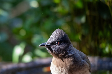 Dark-capped bulbul portrait