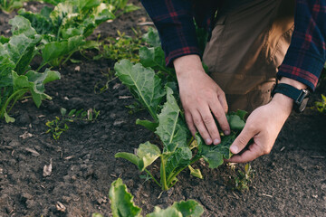 A farmer in a field of sugar beets checks the crop and the presence of weeds. Agricultural concept at sunset and clouds.