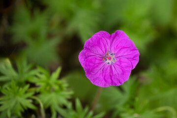 A close up of a single bloom of a Geranium sanguineum, common names are bloody crane's-bill or...