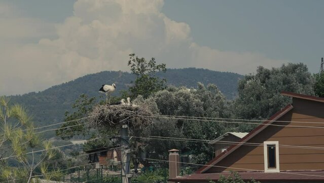 stork family on the pole