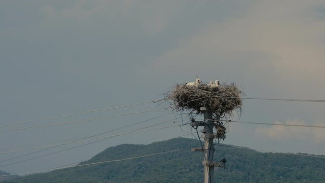stork family on the pole