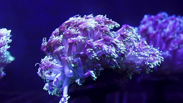 Living healthy corals swaying in the water current of a fish tank as if it was in the ocean.