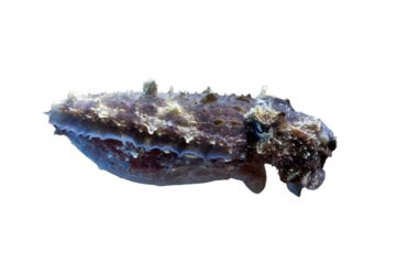 a squid closeup from side view on isolated background, a squid closeup