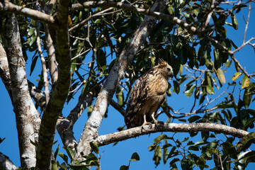 owl
