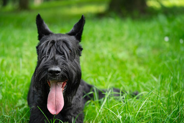 Close up portrait of black giant schnauzer on green grass. Copy space