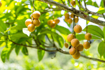 Baccaurea ramiflora Lour fruit or Burmese grape tree , Mafai in Thai, organic sweet and sour fruit