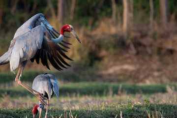 Thai cranes live in villagers' fields © Benzine