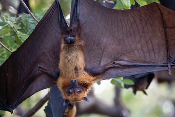 Bats are resting during the day