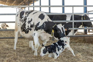 Dairy cow and new born calf 2 - obrazy, fototapety, plakaty
