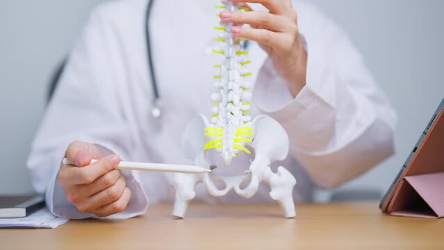 Doctor with human Spine anatomy model. Spinal Cord Disorder and disease, Back pain, Lumbar, Sacral pelvis, Cervical neck, Thoracic, Coccyx, Orthopedist, chiropractic, Office Syndrome and health