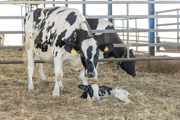 Dairy cow and new born calf 1 - obrazy, fototapety, plakaty