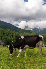 Fototapeta na wymiar Cow grazing on lush green meadow full of summer flowers in alpine pasture
