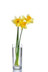 beautiful yellow flowers daffodils in a vase on a white background