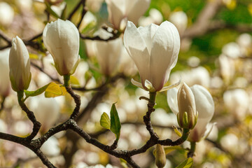 beautiful magnolia bloom against the blue sky