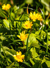 Obraz premium Yellow flowers in the park in nature