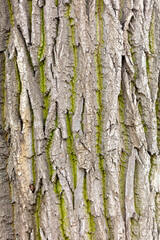 Old tree bark texture with green moss. Abstract background and texture for design